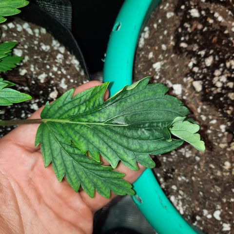 E-M Strawberry Duke auto growlog timeline photo