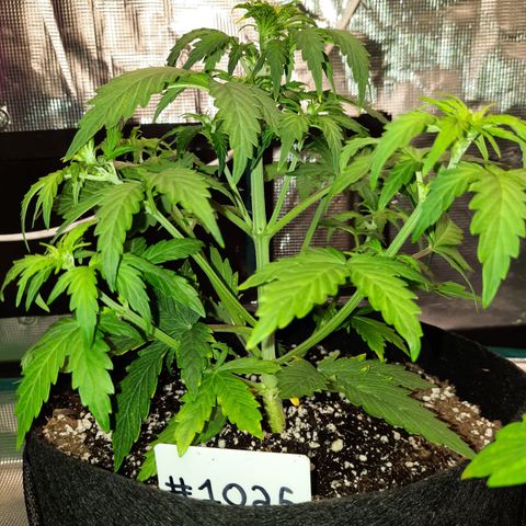 E-M Bruce vs Raoul auto growlog timeline photo