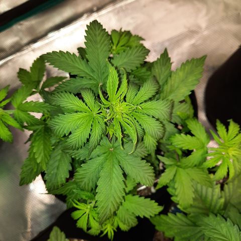 E-M Bruce vs Raoul auto growlog timeline photo