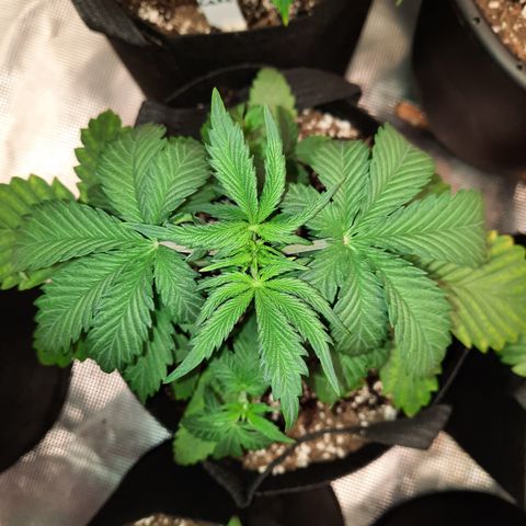 33 Sunsets growlog timeline photo