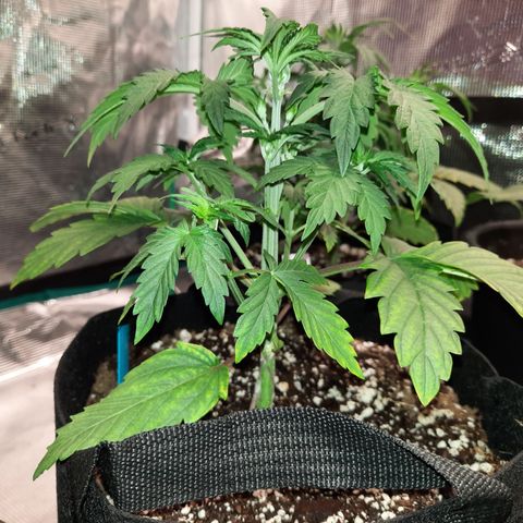33 Sunsets growlog timeline photo