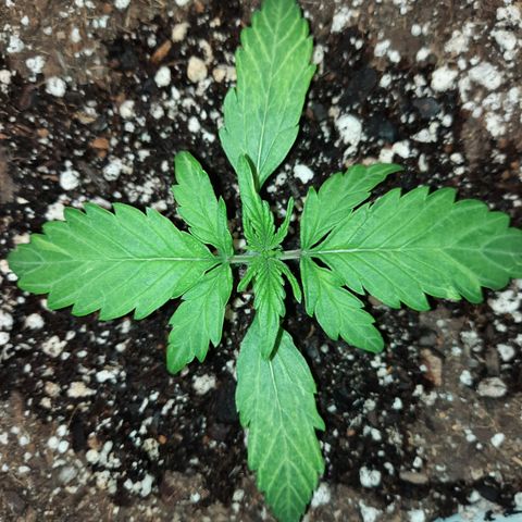 Easy Bud auto growlog timeline photo