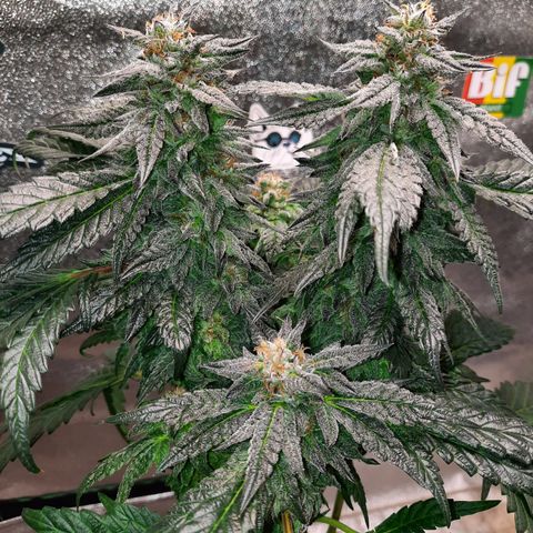Peanut Butter Breath S1 #2 growlog timeline photo