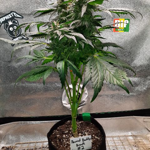Peanut Butter Breath S1 #2 growlog timeline photo