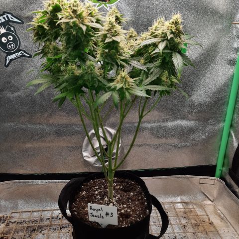 Royal Jewels F1 #5 growlog timeline photo