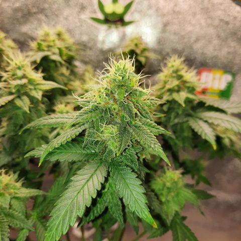Royal Jewels F1 #5 growlog timeline photo
