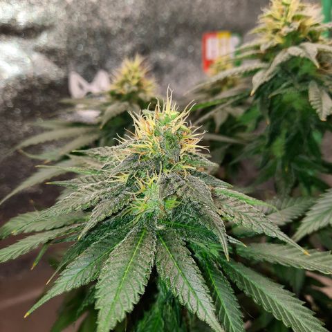 Royal Jewels F1 #6 growlog timeline photo