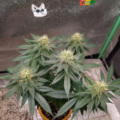 Royal Jewels F1 #6 growlog timeline photo