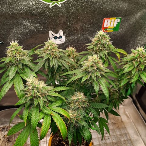 Royal Jewels F1 #4 growlog timeline photo