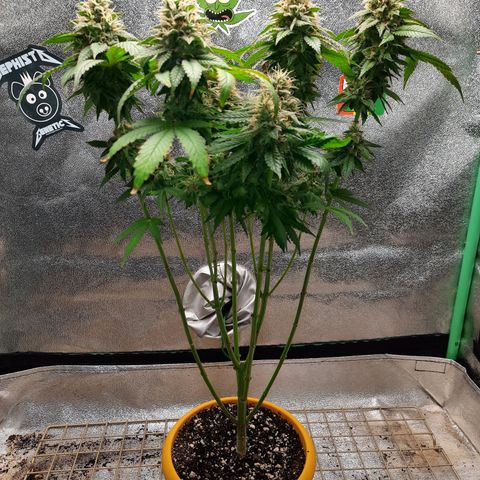 Royal Jewels F1 #4 growlog timeline photo