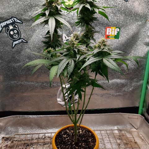 Royal Jewels F1 #2 growlog timeline photo