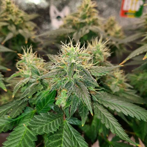 Royal Jewels F1 #1 growlog timeline photo