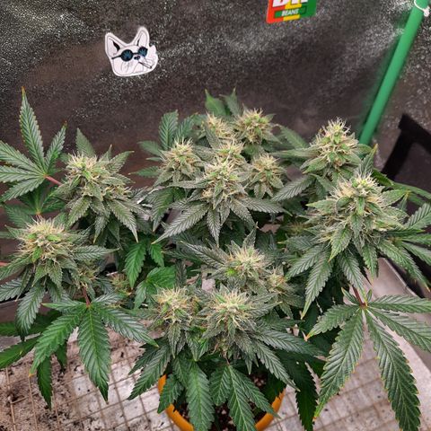 Royal Jewels F1 #1 growlog timeline photo