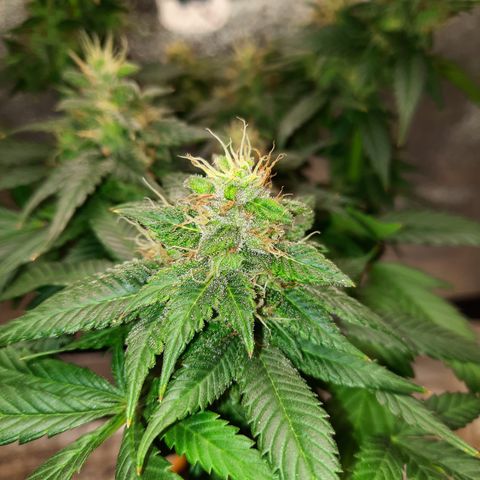 Royal Jewels F1 #2 growlog timeline photo