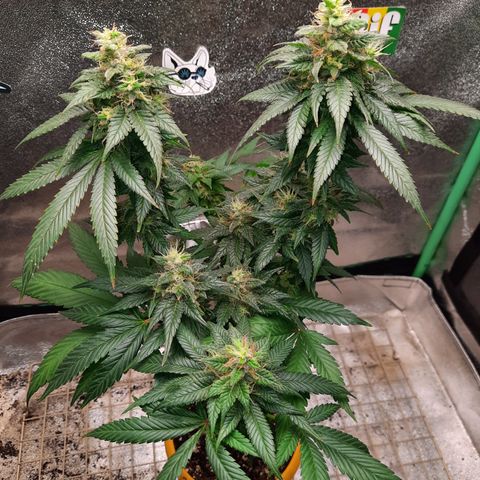 Royal Jewels F1 #2 growlog timeline photo