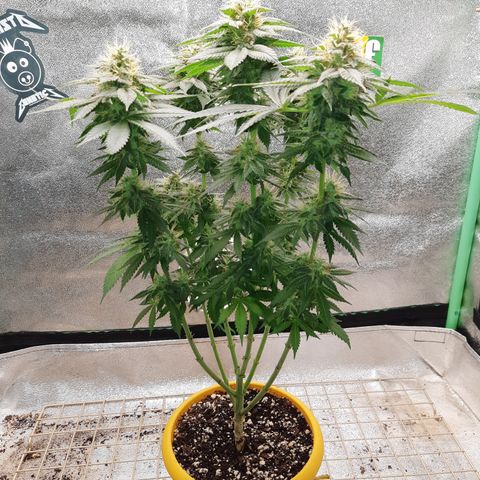 Royal Jewels F1 #6 growlog timeline photo