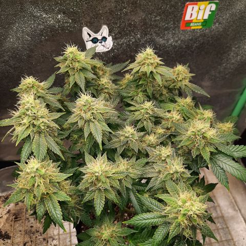 Royal Jewels F1 #5 growlog timeline photo