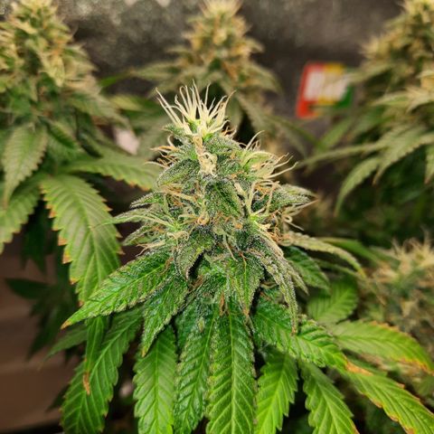 Royal Jewels F1 #4 growlog timeline photo