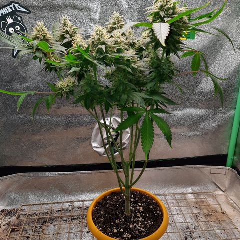 Royal Jewels F1 #1 growlog timeline photo