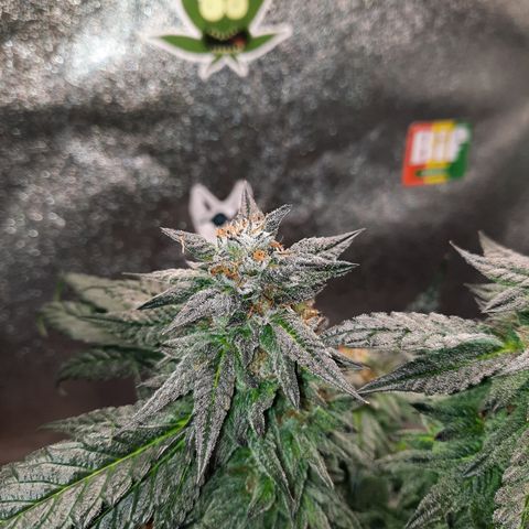 Peanut Butter Breath S1 #2 growlog timeline photo