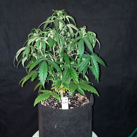 E-M Cake auto growlog timeline photo