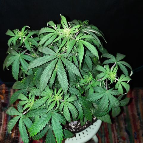 E-M Cake auto growlog timeline photo