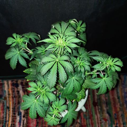 San Diego Sunsets growlog timeline photo