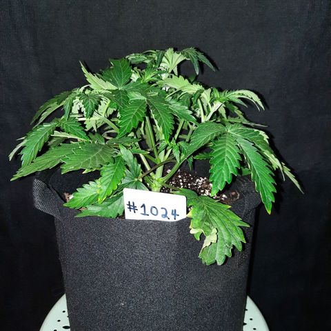 E-M Strawberry Duke auto growlog timeline photo