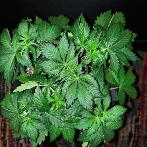 E-M Strawberry Duke auto growlog timeline photo
