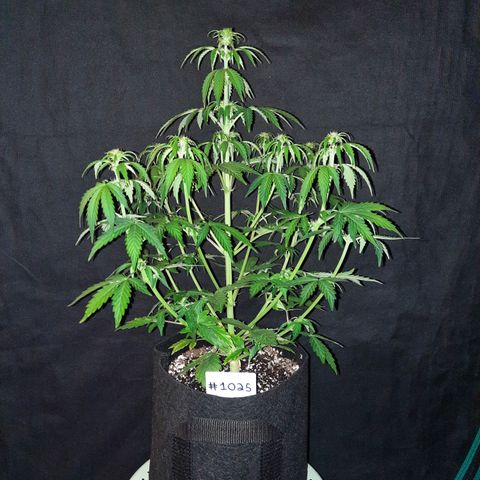 E-M Bruce vs Raoul auto growlog timeline photo
