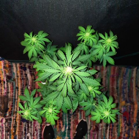 E-M Bruce vs Raoul auto growlog timeline photo