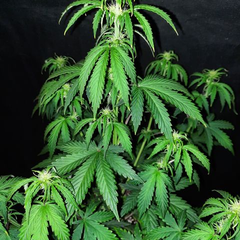 E-M Bruce vs Raoul auto growlog timeline photo