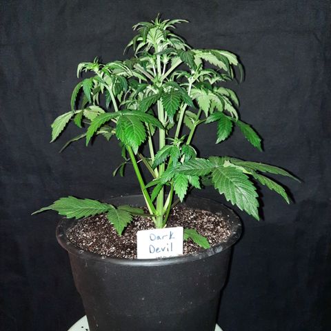 Dark Devil auto growlog timeline photo