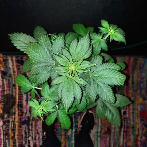 Dark Devil auto growlog timeline photo
