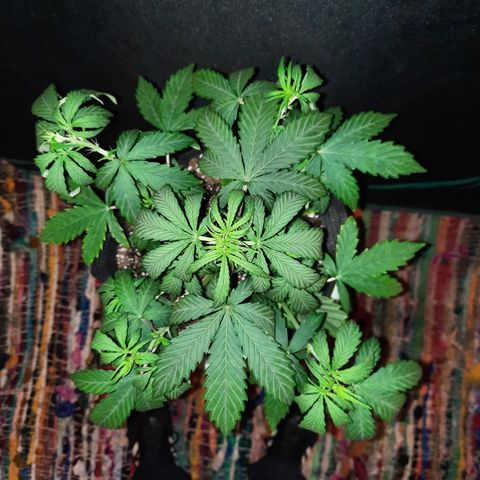 Madmartigan growlog timeline photo