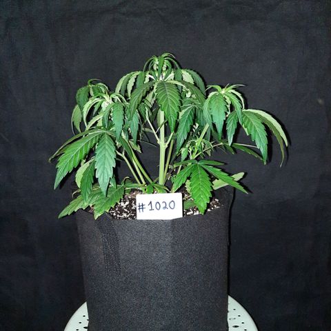 Madmartigan growlog timeline photo