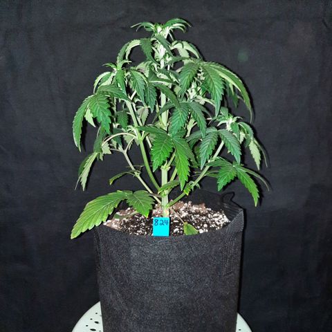 33 Sunsets growlog timeline photo