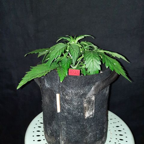 Raoul's Poison growlog timeline photo