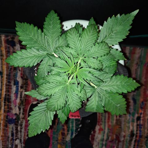 Raoul's Poison growlog timeline photo