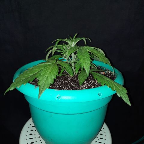Easy Bud auto growlog timeline photo