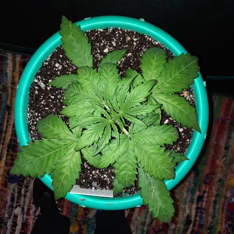 Easy Bud auto growlog timeline photo