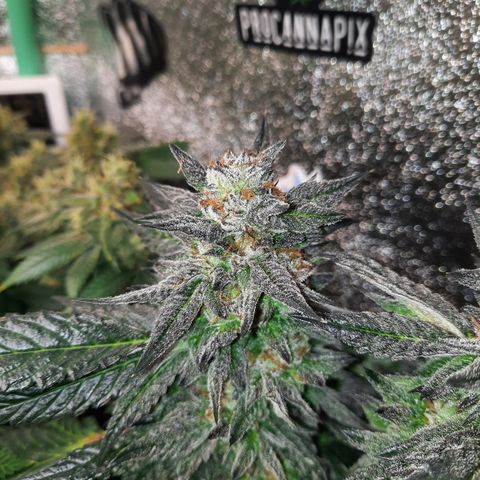 Peanut Butter Breath S1 #2 growlog timeline photo