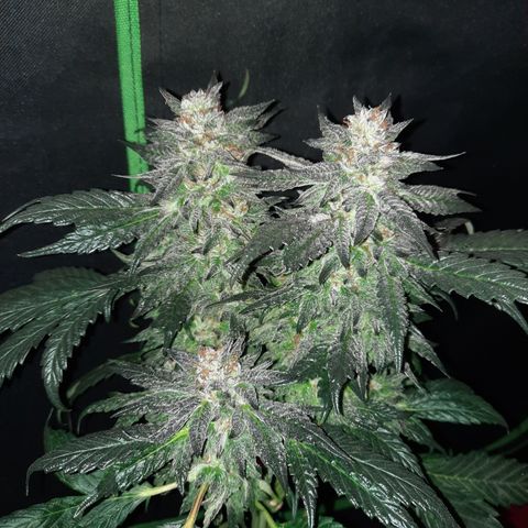 Peanut Butter Breath S1 #2 growlog timeline photo