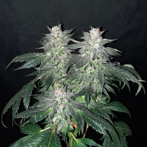 Peanut Butter Breath S1 #2 growlog timeline photo