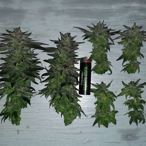 Peanut Butter Breath S1 #2 growlog timeline photo
