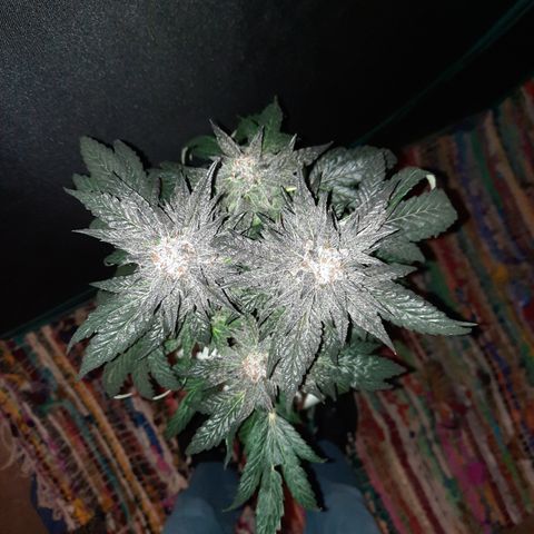 Peanut Butter Breath S1 #2 growlog timeline photo