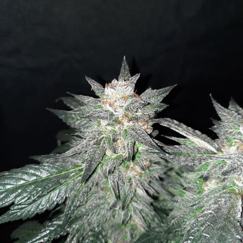 Peanut Butter Breath S1 #2 growlog timeline photo