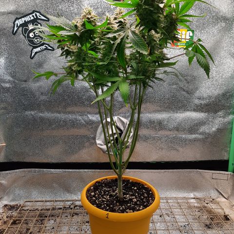 Royal Jewels F1 #1 growlog timeline photo