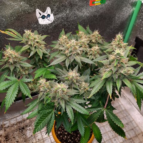 Royal Jewels F1 #1 growlog timeline photo