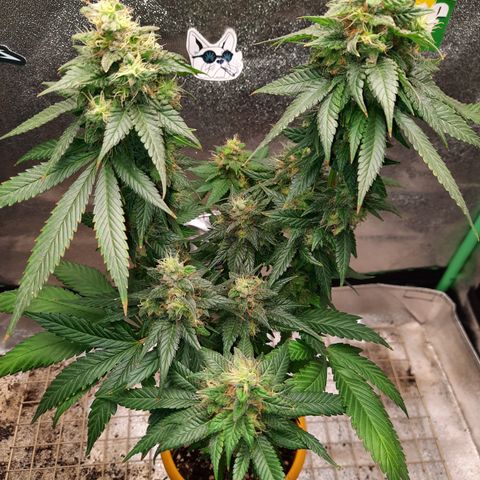Royal Jewels F1 #2 growlog timeline photo
